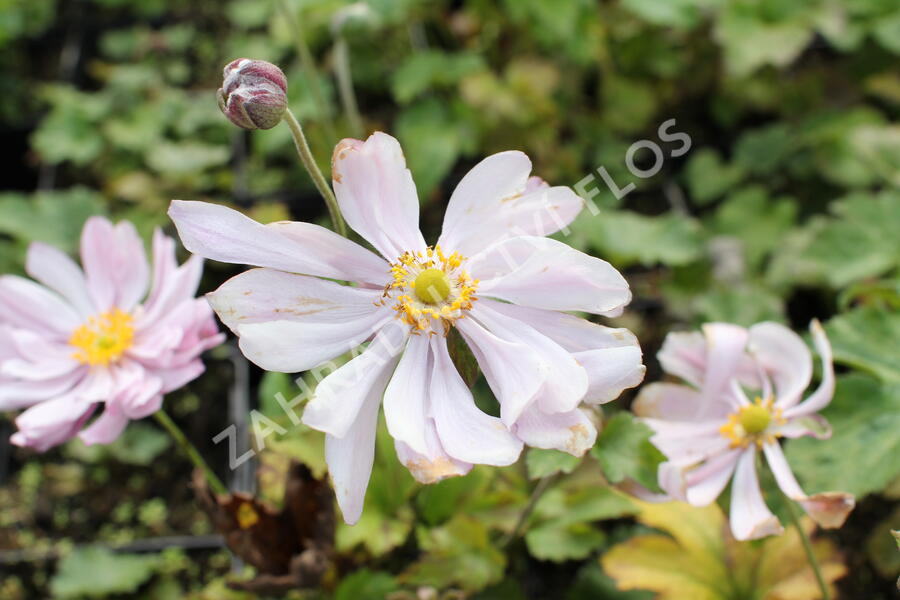 Sasanka japonská 'Königin Charlotte' - Anemone hupehensis 'Königin Charlotte'