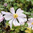 Sasanka japonská 'Königin Charlotte' - Anemone hupehensis 'Königin Charlotte'