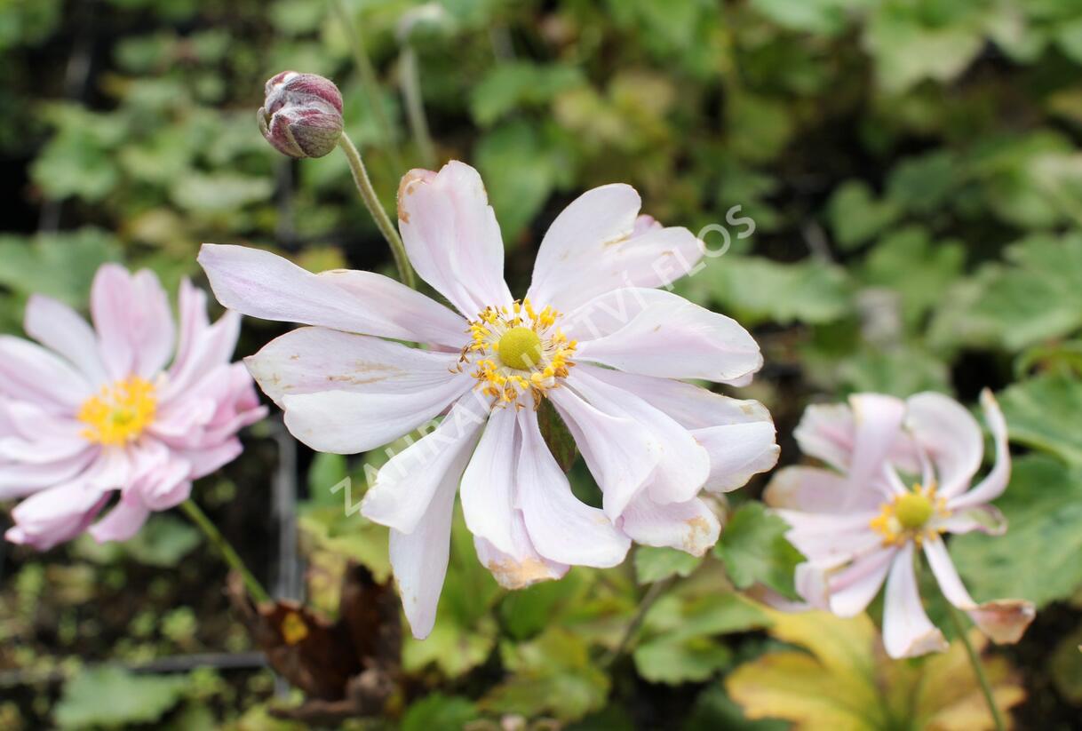 Sasanka hupejská 'Königin Charlotte' - Anemone hupehensis 'Königin Charlotte'