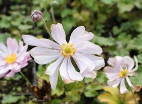Sasanka hupejská 'Königin Charlotte' - Anemone hupehensis 'Königin Charlotte'