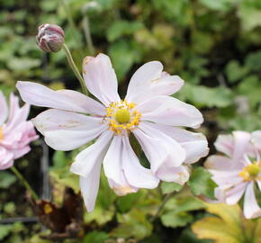 Sasanka japonská 'Königin Charlotte' - Anemone hupehensis 'Königin Charlotte'