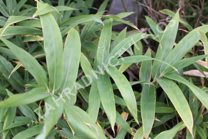 Bambus - Pleioblastus mix