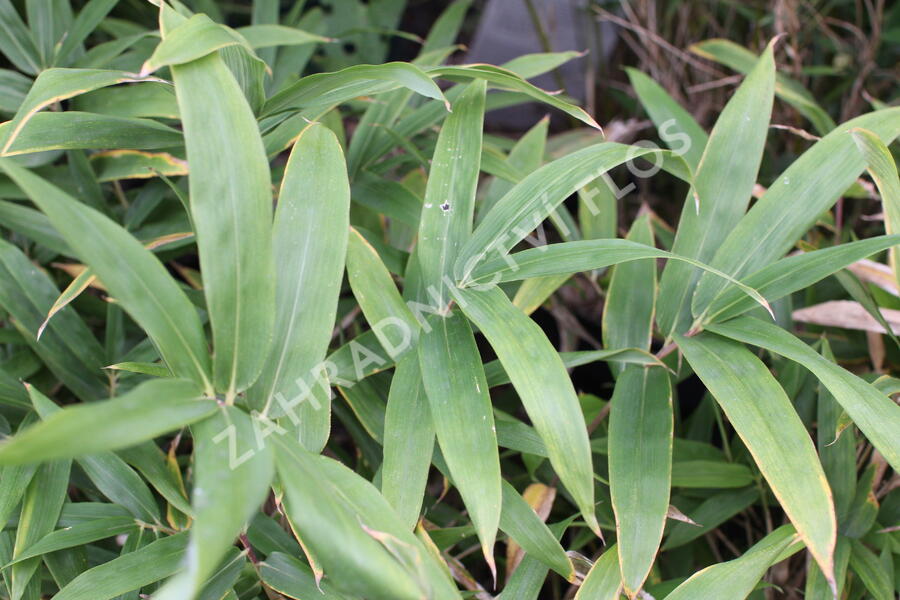 Bambus - Pleioblastus mix