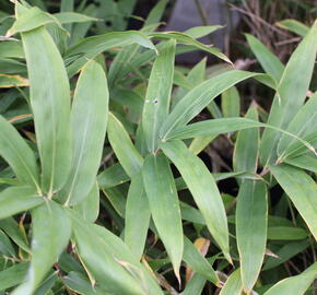 Bambus - Pleioblastus mix