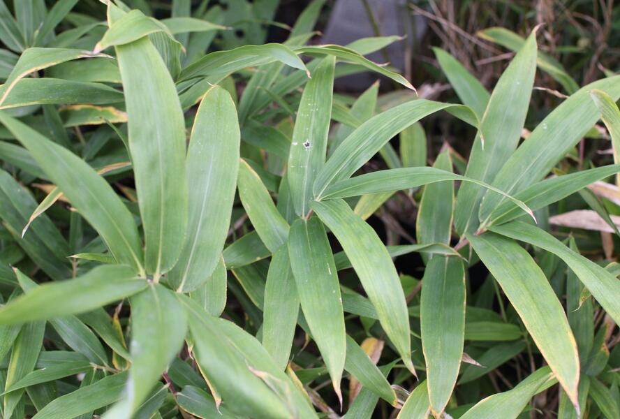 Bambus - Pleioblastus mix