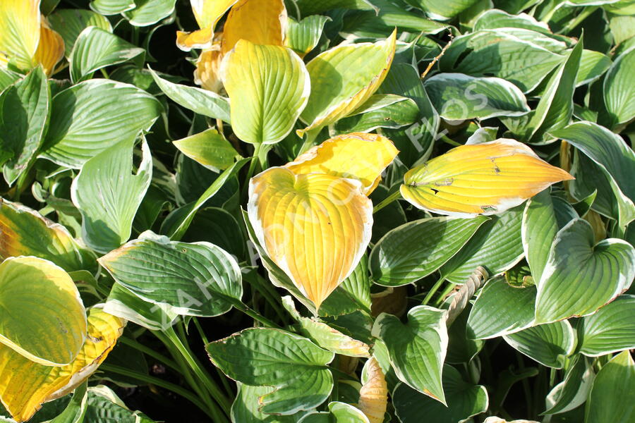 Bohyška 'Fragrant Dream' - Hosta 'Fragrant Dream'
