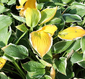 Bohyška 'Fragrant Dream' - Hosta 'Fragrant Dream'