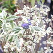 Ořechokřídlec clandonský 'White Surprise' - Caryopteris clandonensis 'White Surprise'