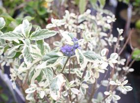 Ořechokřídlec clandonský 'White Surprise' - Caryopteris clandonensis 'White Surprise'