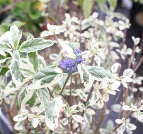 Ořechokřídlec clandonský 'White Surprise' - Caryopteris clandonensis 'White Surprise'