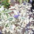 orechokridlec-clandonsky-white-surprise.jpg