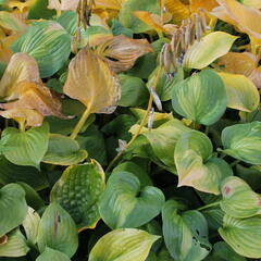 Bohyška 'Banana Kid' - Hosta 'Banana Kid'