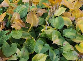 Bohyška 'Banana Kid' - Hosta 'Banana Kid'