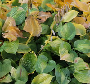 Bohyška 'Banana Kid' - Hosta 'Banana Kid'