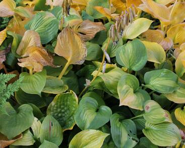 Bohyška 'Banana Kid'