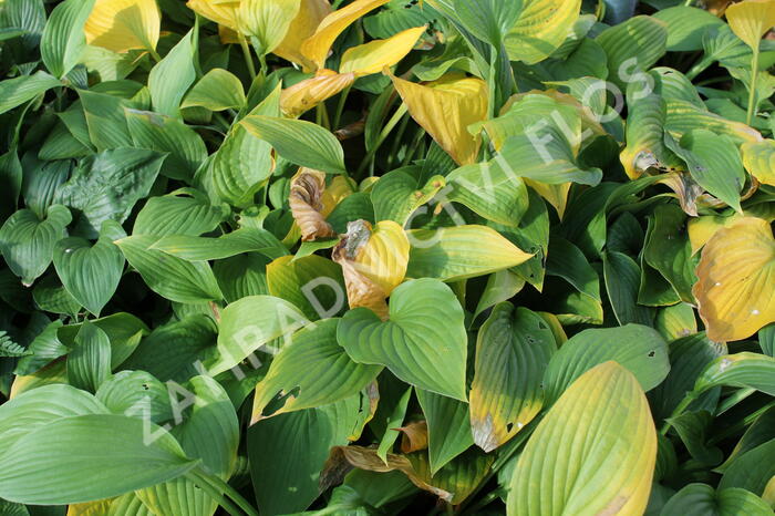 Bohyška 'Albopicta' - Hosta fortunei 'Albopicta'