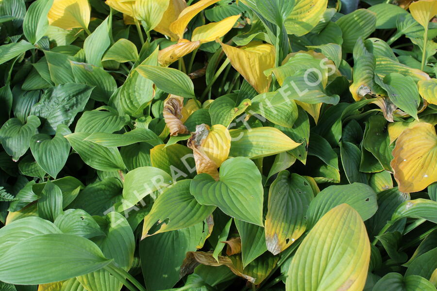 Bohyška 'Albopicta' - Hosta fortunei 'Albopicta'
