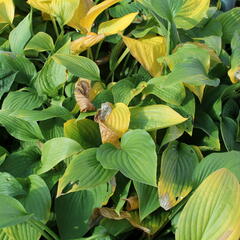 Bohyška 'Albopicta' - Hosta fortunei 'Albopicta'