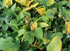 Bohyška 'Albopicta' - Hosta fortunei 'Albopicta'