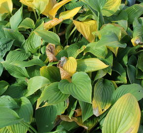 Bohyška 'Albopicta' - Hosta fortunei 'Albopicta'