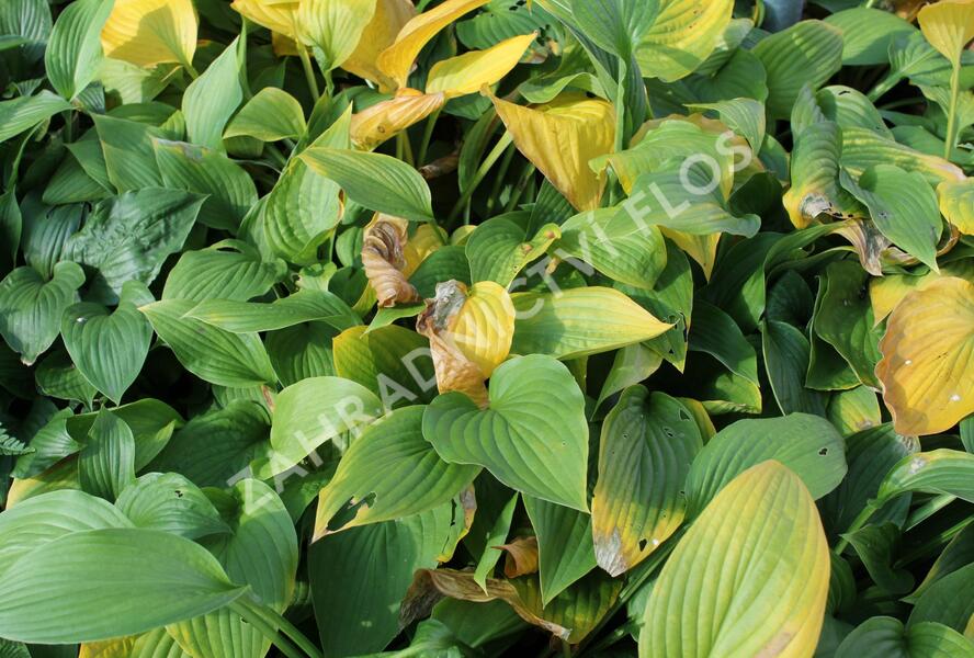 Bohyška 'Albopicta' - Hosta fortunei 'Albopicta'