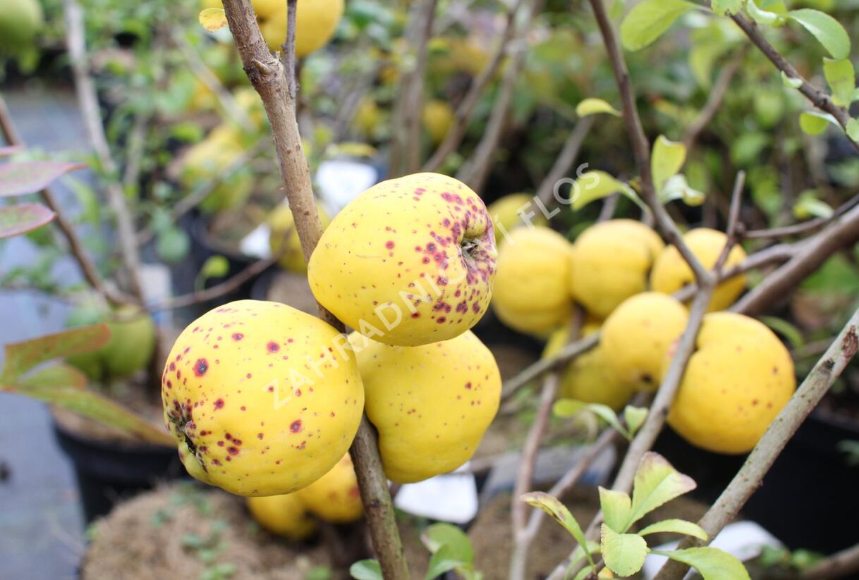 Kdoulovec nádherný 'Salmon Horizon' - Chaenomeles superba 'Salmon Horizon'