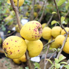 Kdoulovec nádherný 'Salmon Horizon' - Chaenomeles superba 'Salmon Horizon'