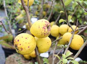 Kdoulovec nádherný 'Salmon Horizon' - Chaenomeles superba 'Salmon Horizon'