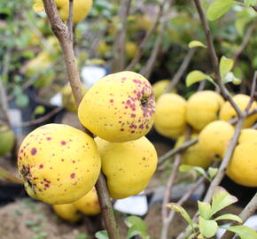 Kdoulovec nádherný 'Salmon Horizon' - Chaenomeles superba 'Salmon Horizon'