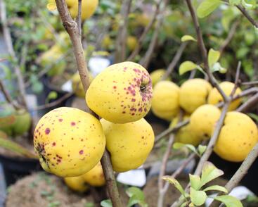 Kdoulovec nádherný 'Salmon Horizon'