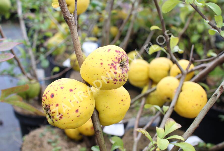 Kdoulovec nádherný 'Salmon Horizon' - Chaenomeles superba 'Salmon Horizon'