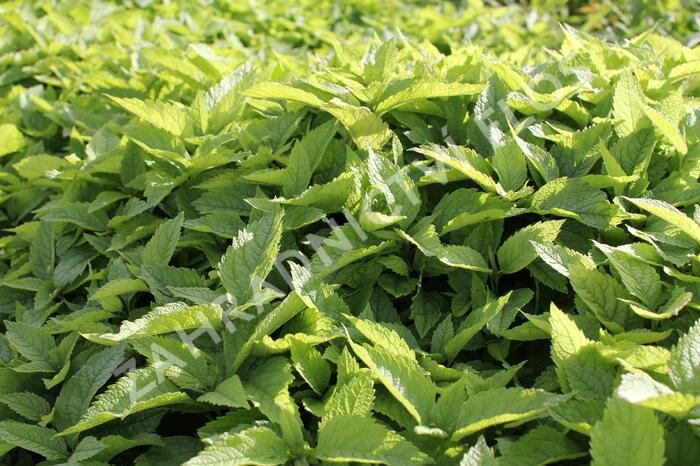 Sadec 'Mask' - Eupatorium 'Mask'