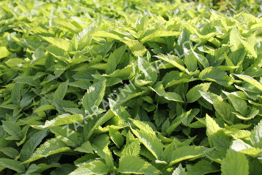 Sadec 'Mask' - Eupatorium 'Mask'