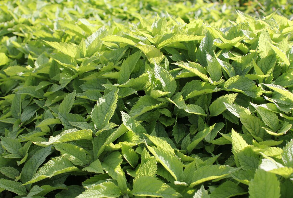 Sadec 'Mask' - Eupatorium 'Mask'