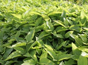 Sadec 'Mask' - Eupatorium 'Mask'