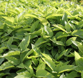 Sadec 'Mask' - Eupatorium 'Mask'