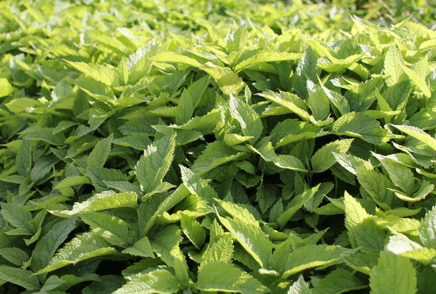 Sadec 'Mask' - Eupatorium 'Mask'