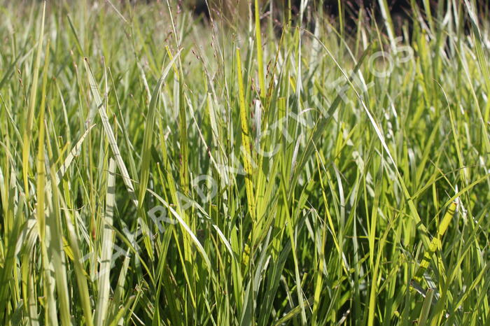 Proso prutnaté 'Kurt Bluemel' - Panicum virgatum 'Kurt Bluemel'
