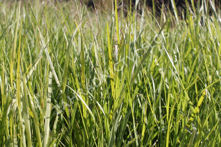 Proso prutnaté 'Kurt Bluemel' - Panicum virgatum 'Kurt Bluemel'
