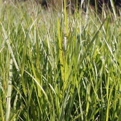 Proso prutnaté 'Kurt Bluemel' - Panicum virgatum 'Kurt Bluemel'