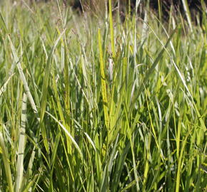 Proso prutnaté 'Kurt Bluemel' - Panicum virgatum 'Kurt Bluemel'