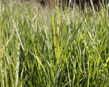 Proso prutnaté 'Kurt Bluemel'