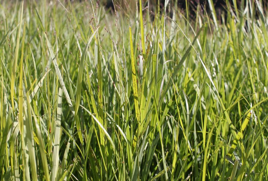 Proso prutnaté 'Kurt Bluemel' - Panicum virgatum 'Kurt Bluemel'