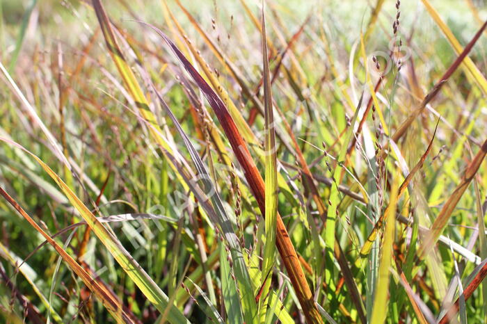 Proso prutnaté 'Hot Rod' - Panicum virgatum 'Hot Rod'