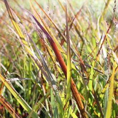 Proso prutnaté 'Hot Rod' - Panicum virgatum 'Hot Rod'