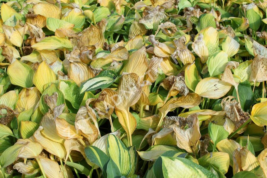 Bohyška 'Color Glory' - Hosta 'Color Glory'