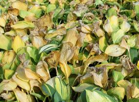 Bohyška 'Color Glory' - Hosta 'Color Glory'