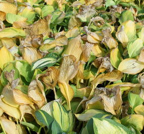 Bohyška 'Color Glory' - Hosta 'Color Glory'