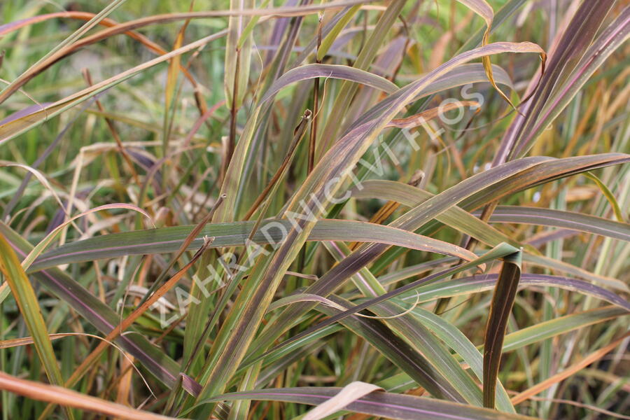 Ozdobnice čínská 'Africa' - Miscanthus sinensis 'Africa'