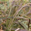 Ozdobnice čínská 'Africa' - Miscanthus sinensis 'Africa'